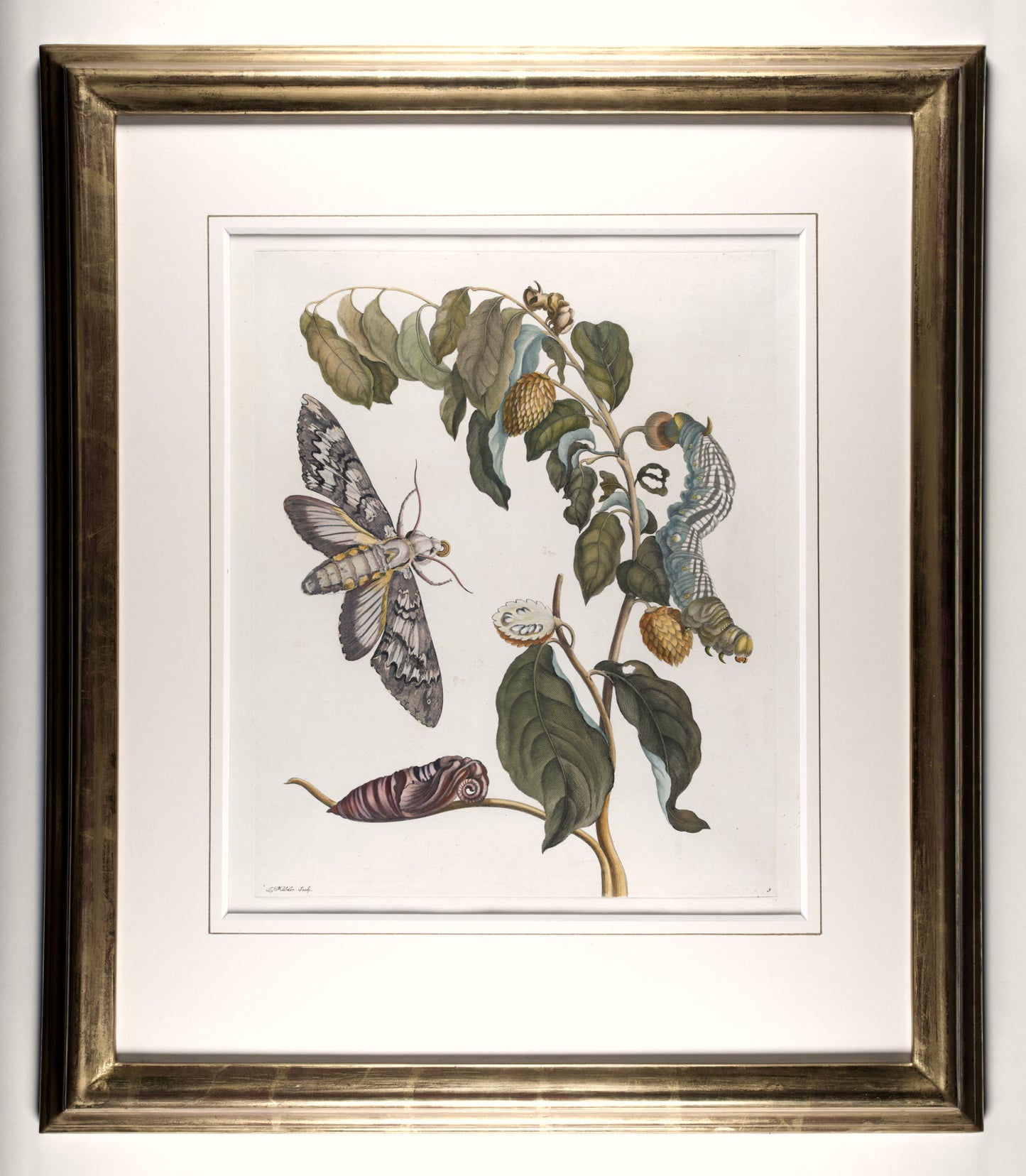 [A Group of eight engravings of Flowers, Insects and Fruits].
