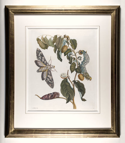 [A Group of eight engravings of Flowers, Insects and Fruits].