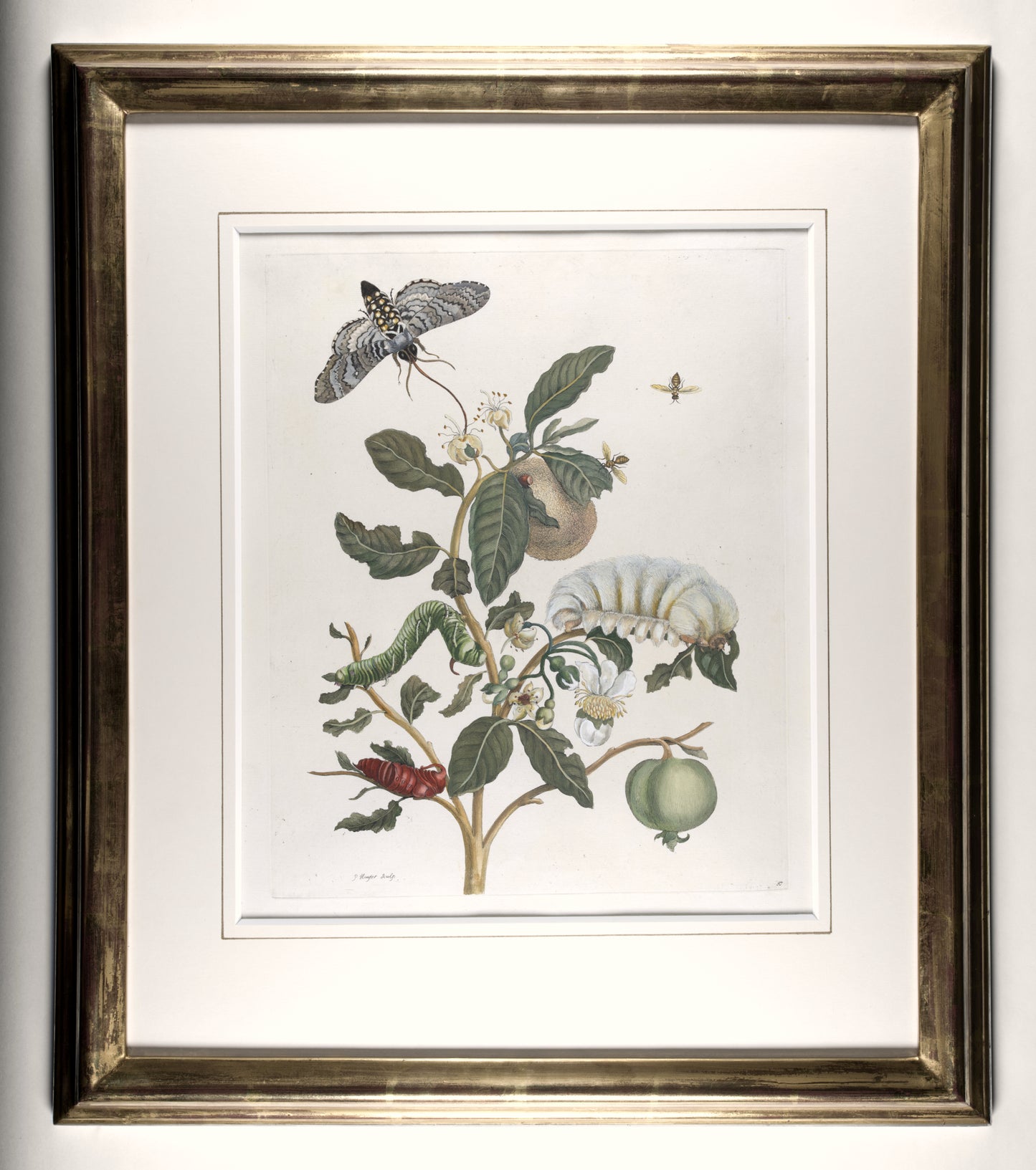 [A Group of eight engravings of Flowers, Insects and Fruits].