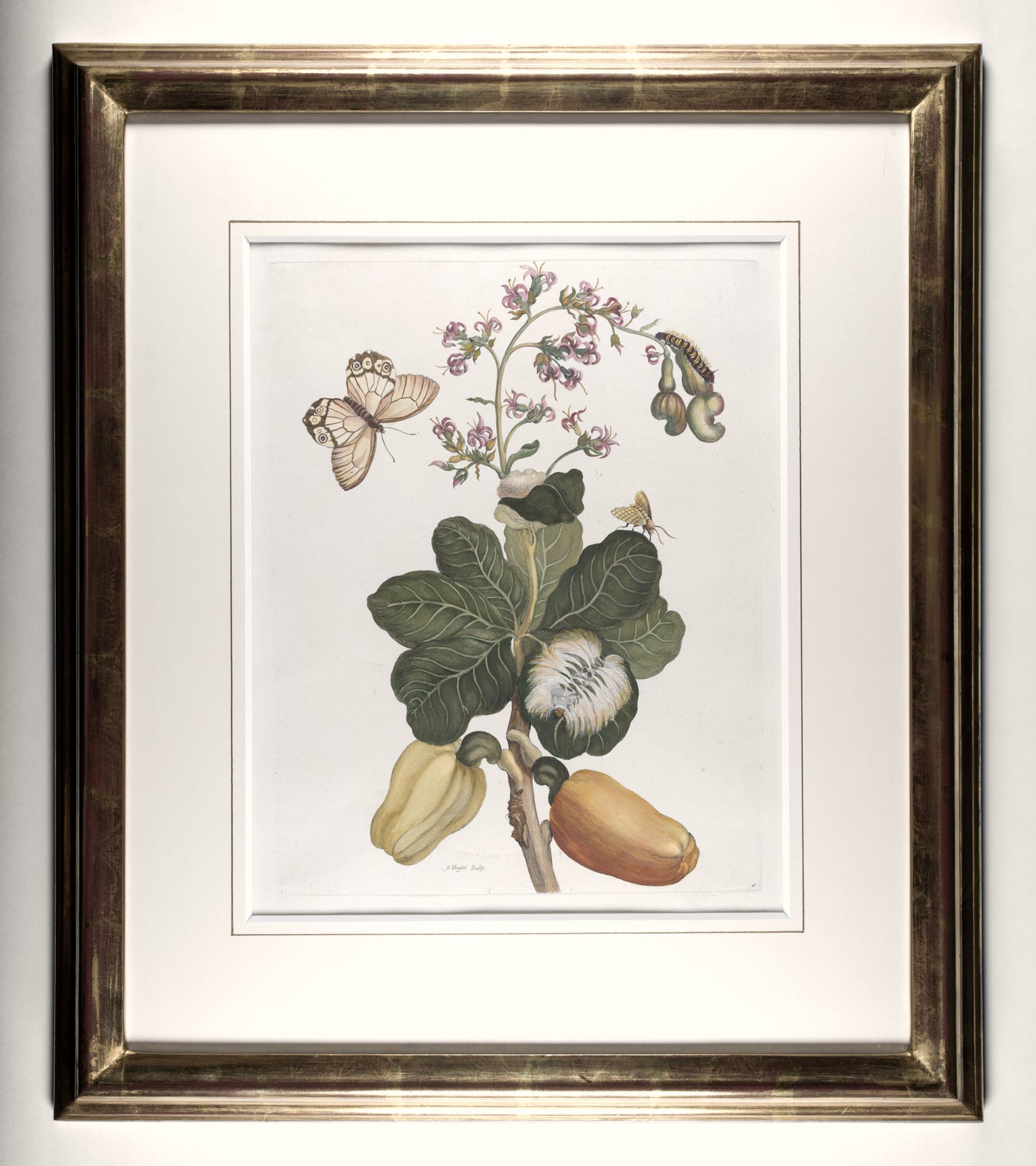 [A Group of eight engravings of Flowers, Insects and Fruits].