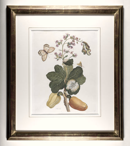[A Group of eight engravings of Flowers, Insects and Fruits].
