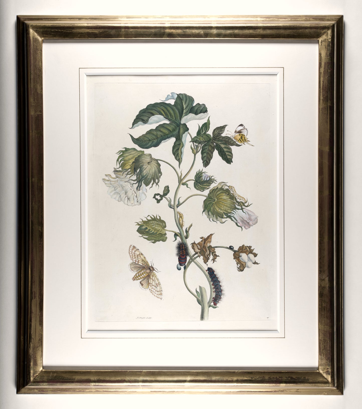 [A Group of eight engravings of Flowers, Insects and Fruits].