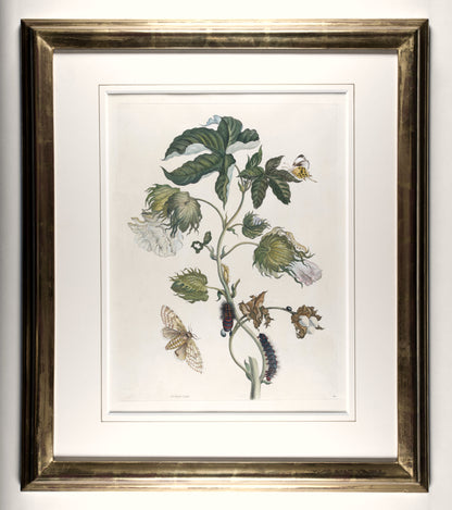 [A Group of eight engravings of Flowers, Insects and Fruits].