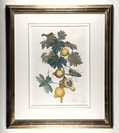 [A Group of eight engravings of Flowers, Insects and Fruits].