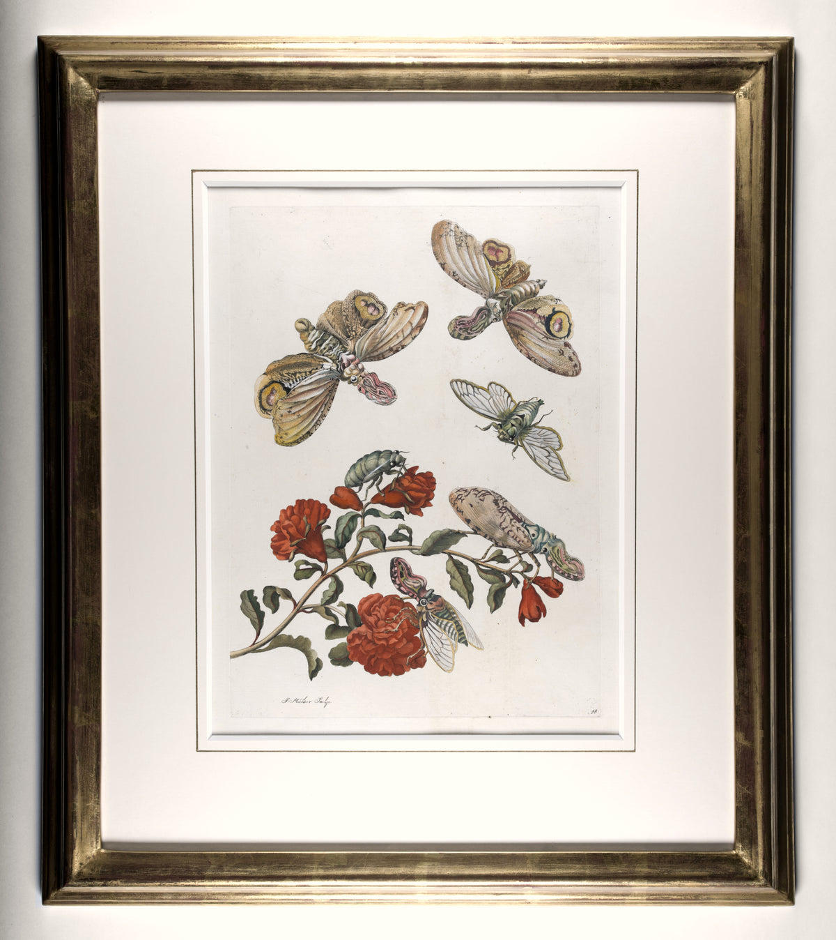[A Group of eight engravings of Flowers, Insects and Fruits].
