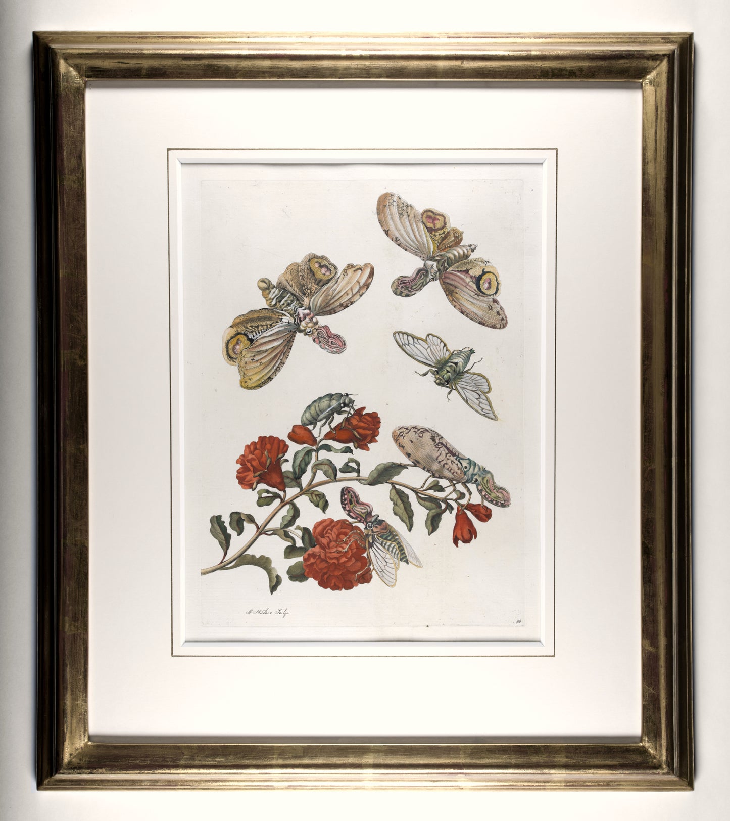 [A Group of eight engravings of Flowers, Insects and Fruits].