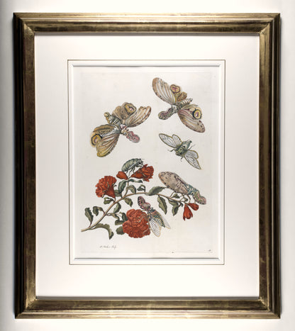[A Group of eight engravings of Flowers, Insects and Fruits].