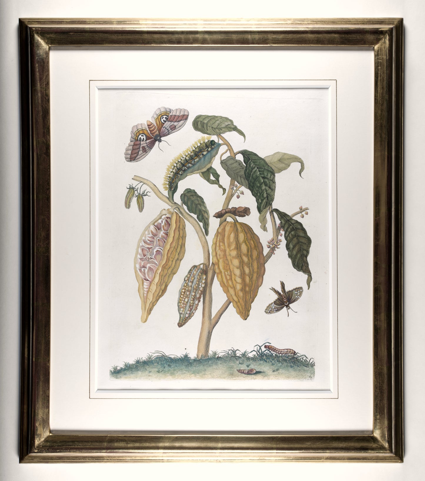 [A Group of eight engravings of Flowers, Insects and Fruits].