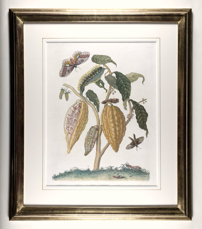 [A Group of eight engravings of Flowers, Insects and Fruits].