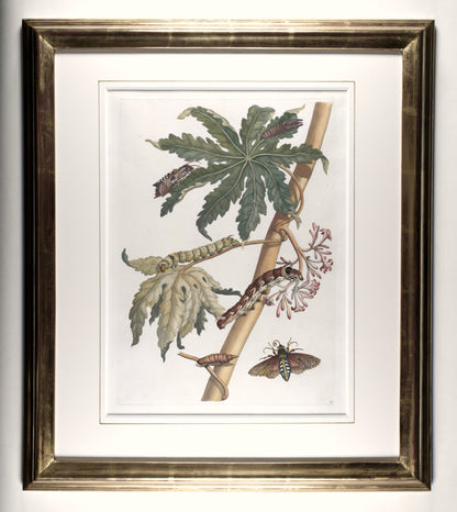 [A Group of eight engravings of Flowers, Insects and Fruits].