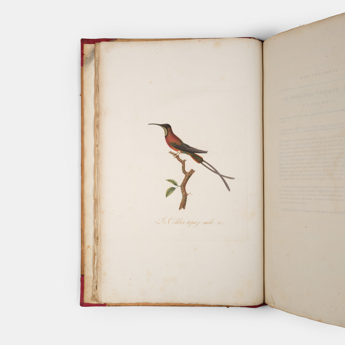 First edition of one of the most beautiful bird books ever published, Jean Baptiste Audebert's Oiseaux Dorés ou Reflets Metallaques, one of only 15 copies with captions printed in gold.