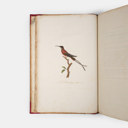 First edition of one of the most beautiful bird books ever published, Jean Baptiste Audebert's Oiseaux Dorés ou Reflets Metallaques, one of only 15 copies with captions printed in gold.