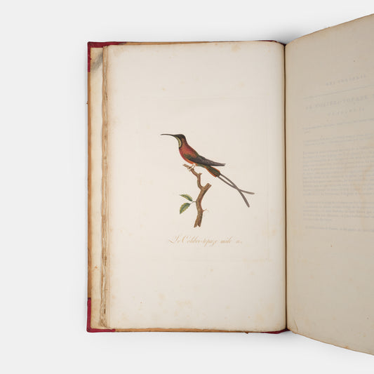 First edition of one of the most beautiful bird books ever published, Jean Baptiste Audebert's Oiseaux Dorés ou Reflets Metallaques, one of only 15 copies with captions printed in gold.