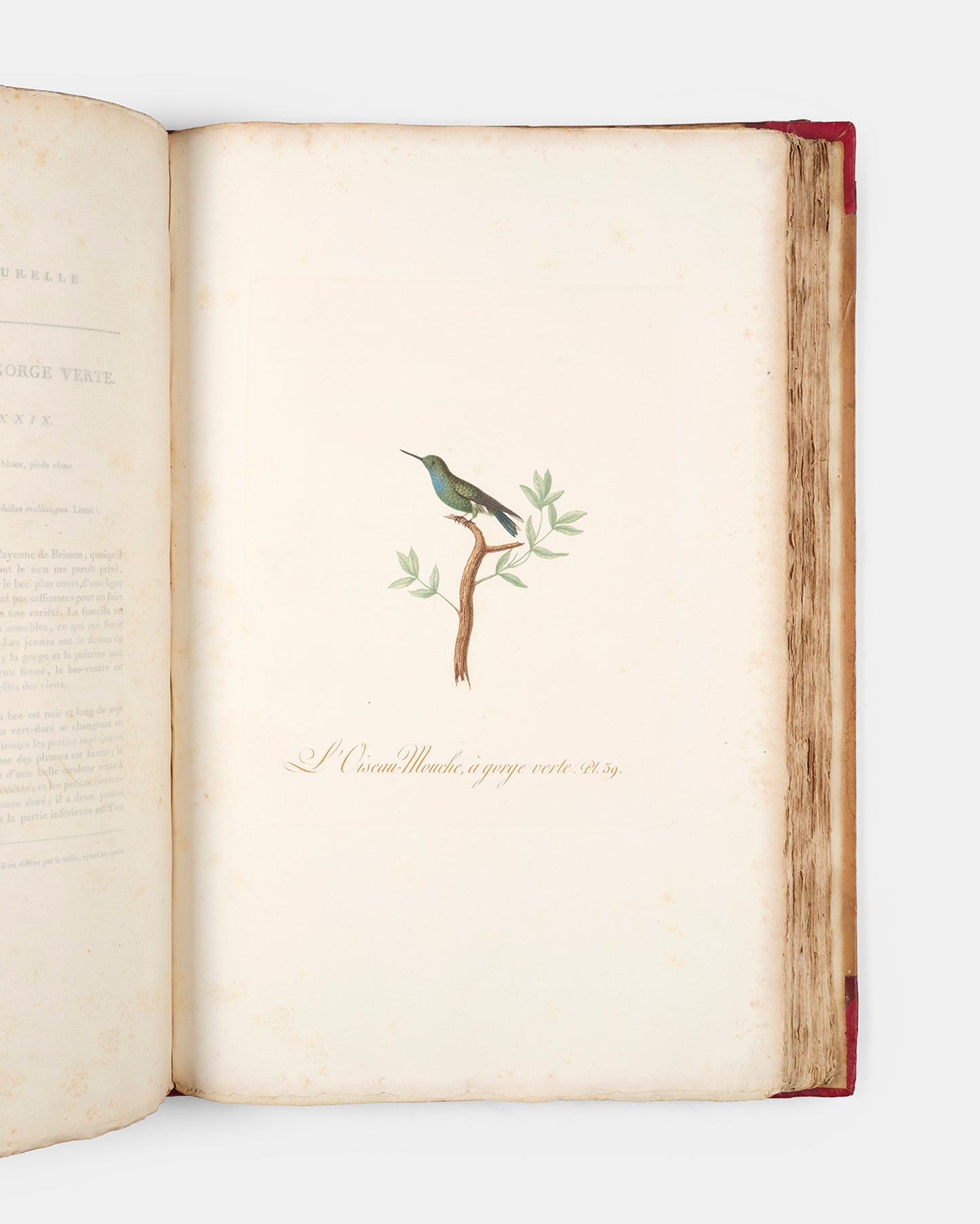 First edition of one of the most beautiful bird books ever published, Jean Baptiste Audebert's Oiseaux Dorés ou Reflets Metallaques, one of only 15 copies with captions printed in gold.