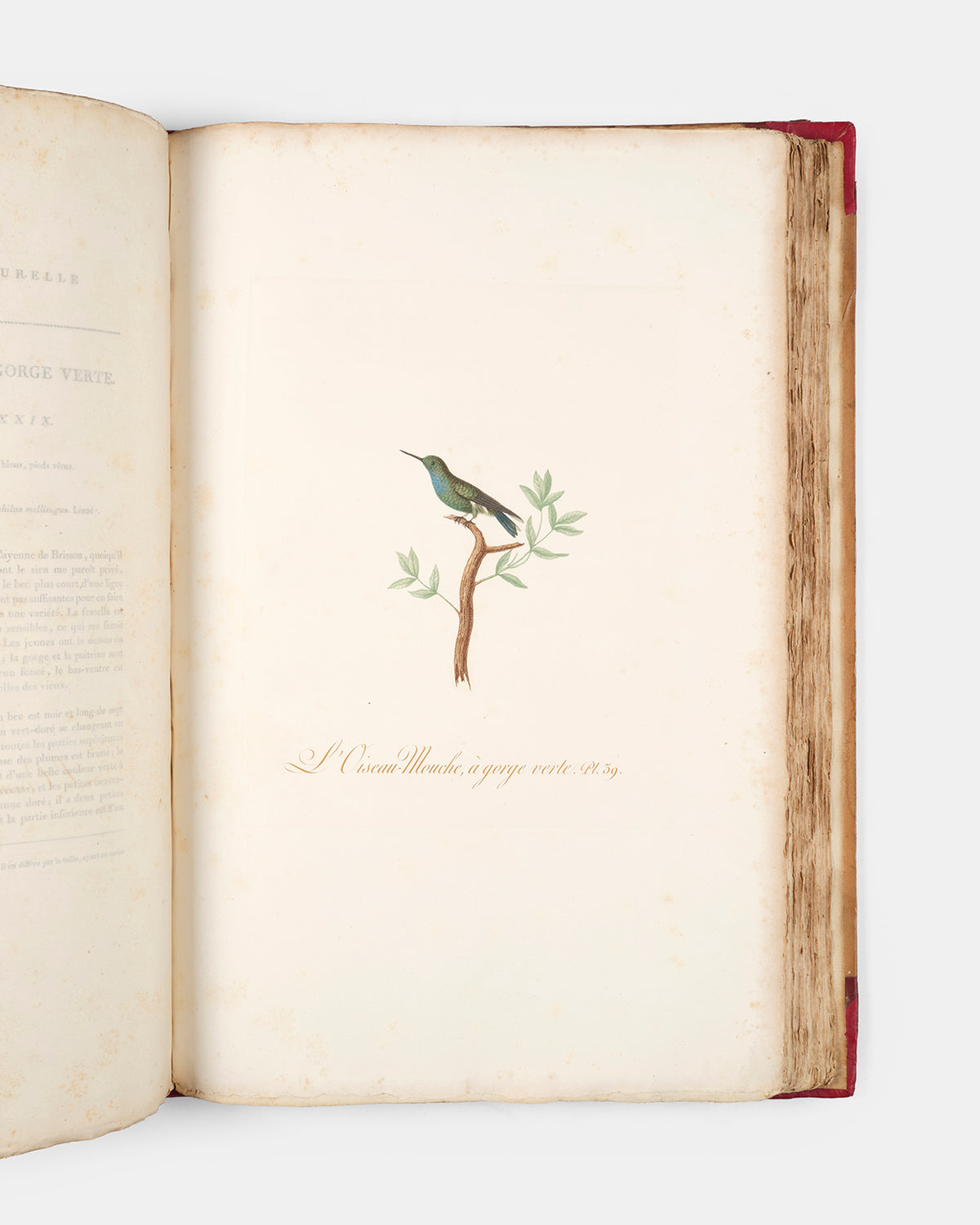 First edition of one of the most beautiful bird books ever published, Jean Baptiste Audebert's Oiseaux Dorés ou Reflets Metallaques, one of only 15 copies with captions printed in gold.