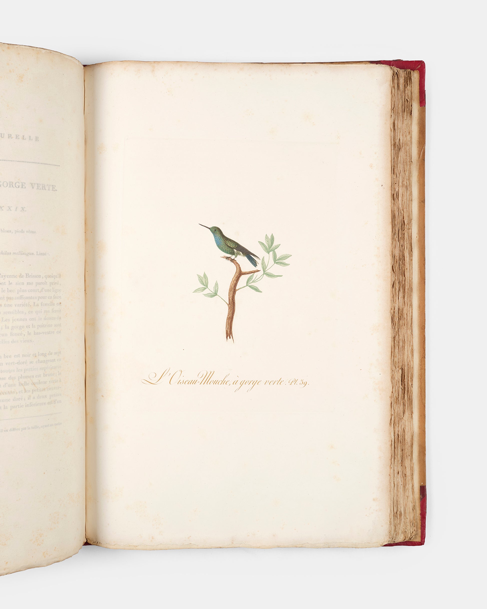 First edition of one of the most beautiful bird books ever published, Jean Baptiste Audebert's Oiseaux Dorés ou Reflets Metallaques, one of only 15 copies with captions printed in gold.