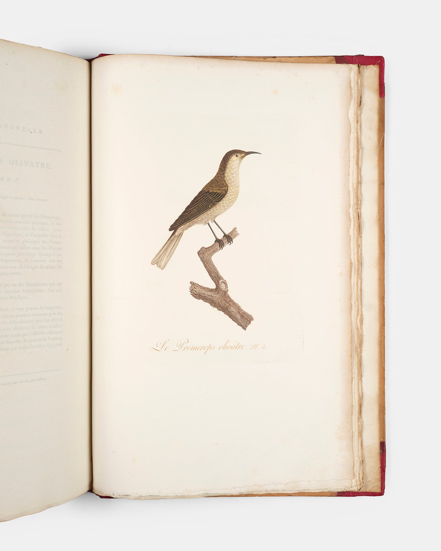 First edition of one of the most beautiful bird books ever published, Jean Baptiste Audebert's Oiseaux Dorés ou Reflets Metallaques, one of only 15 copies with captions printed in gold.