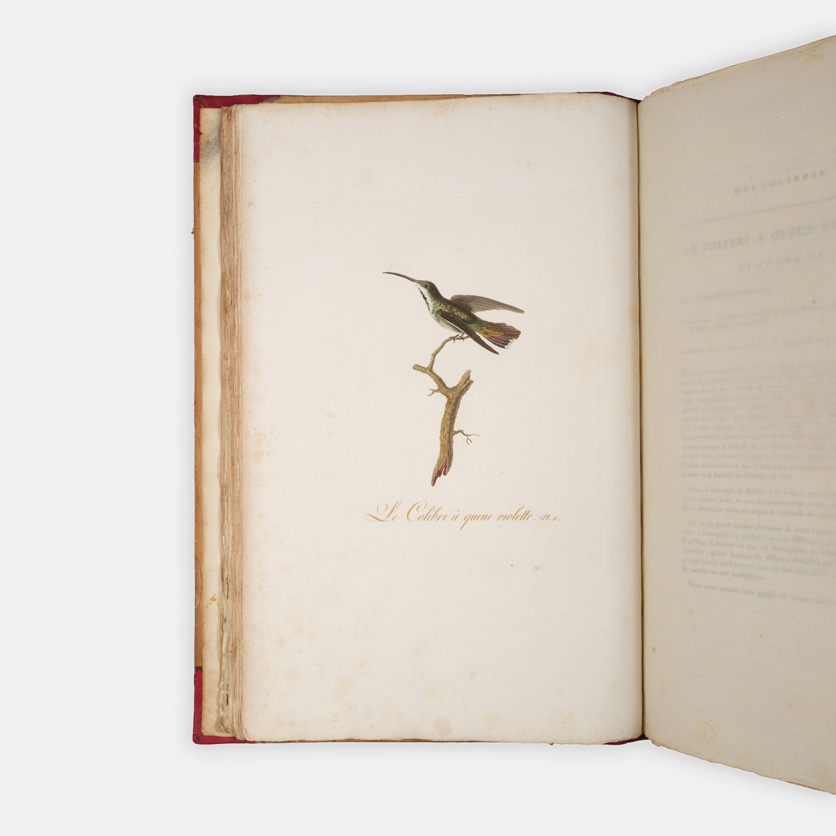 First edition of one of the most beautiful bird books ever published, Jean Baptiste Audebert's Oiseaux Dorés ou Reflets Metallaques, one of only 15 copies with captions printed in gold.