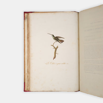 First edition of one of the most beautiful bird books ever published, Jean Baptiste Audebert's Oiseaux Dorés ou Reflets Metallaques, one of only 15 copies with captions printed in gold.