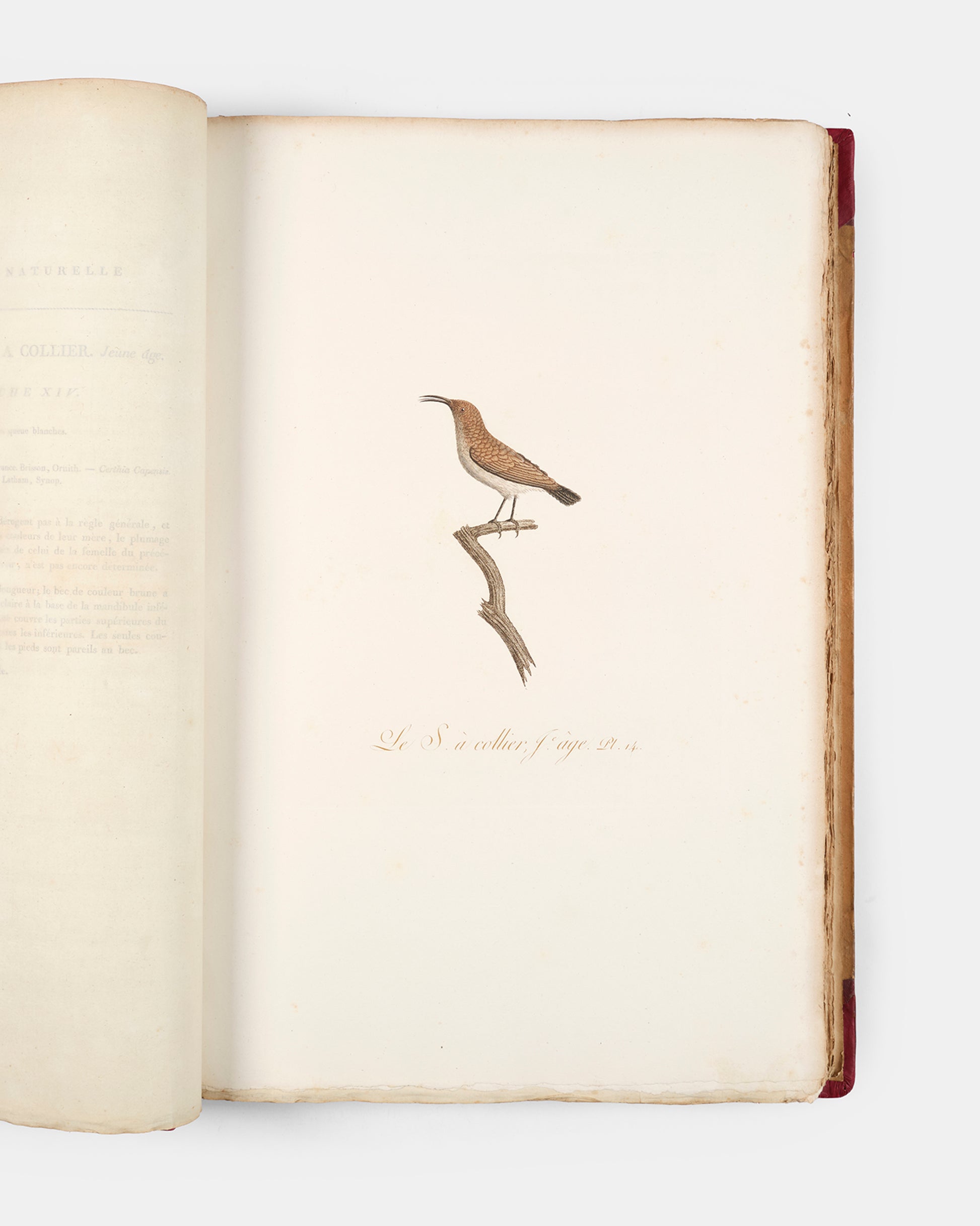 First edition of one of the most beautiful bird books ever published, Jean Baptiste Audebert's Oiseaux Dorés ou Reflets Metallaques, one of only 15 copies with captions printed in gold.