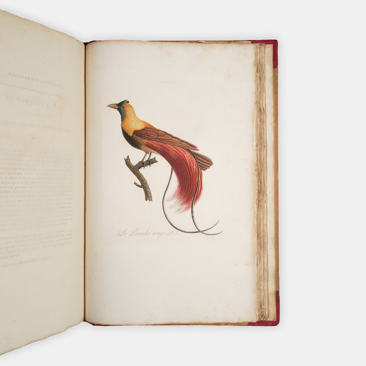First edition of one of the most beautiful bird books ever published, Jean Baptiste Audebert's Oiseaux Dorés ou Reflets Metallaques, one of only 15 copies with captions printed in gold.