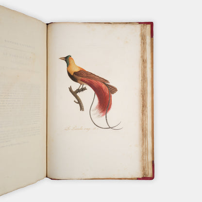 First edition of one of the most beautiful bird books ever published, Jean Baptiste Audebert's Oiseaux Dorés ou Reflets Metallaques, one of only 15 copies with captions printed in gold.