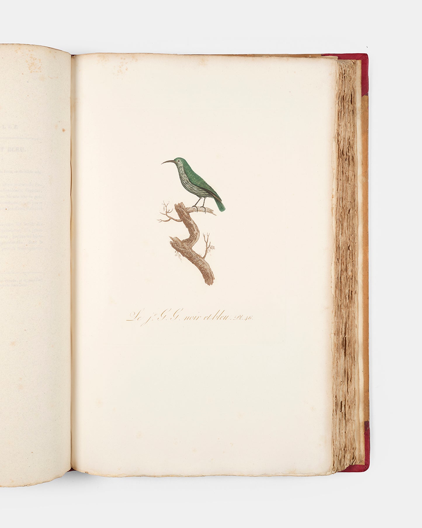 First edition of one of the most beautiful bird books ever published, Jean Baptiste Audebert's Oiseaux Dorés ou Reflets Metallaques, one of only 15 copies with captions printed in gold.
