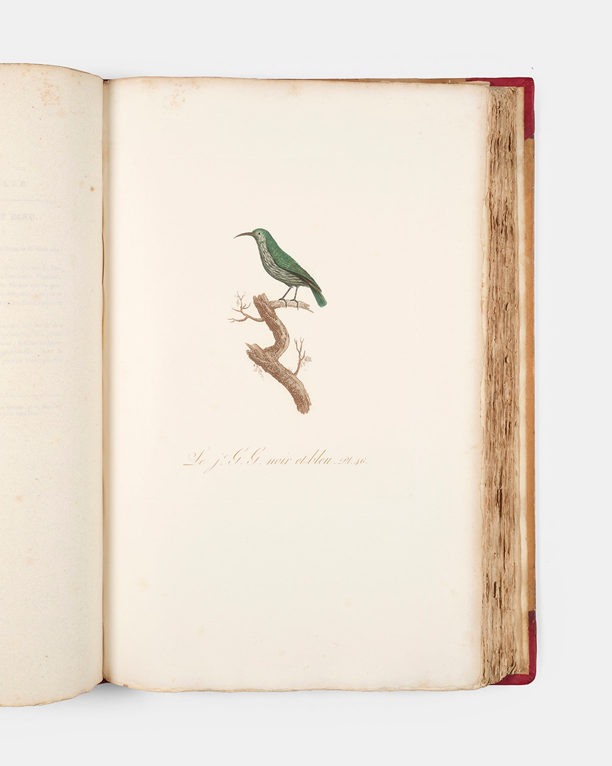 First edition of one of the most beautiful bird books ever published, Jean Baptiste Audebert's Oiseaux Dorés ou Reflets Metallaques, one of only 15 copies with captions printed in gold.