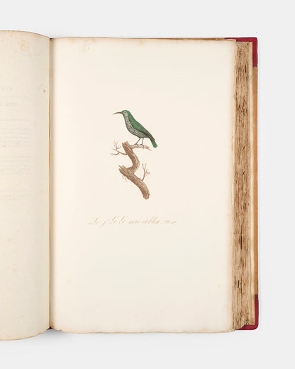 First edition of one of the most beautiful bird books ever published, Jean Baptiste Audebert's Oiseaux Dorés ou Reflets Metallaques, one of only 15 copies with captions printed in gold.