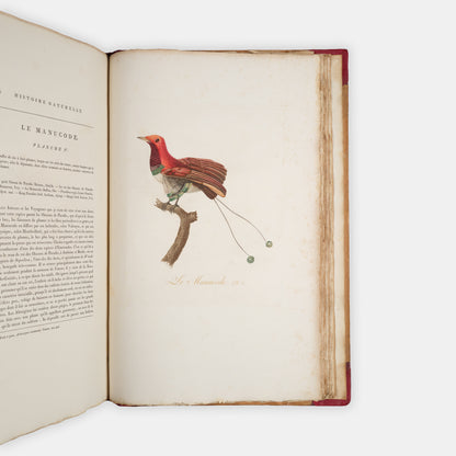 First edition of one of the most beautiful bird books ever published, Jean Baptiste Audebert's Oiseaux Dorés ou Reflets Metallaques, one of only 15 copies with captions printed in gold.