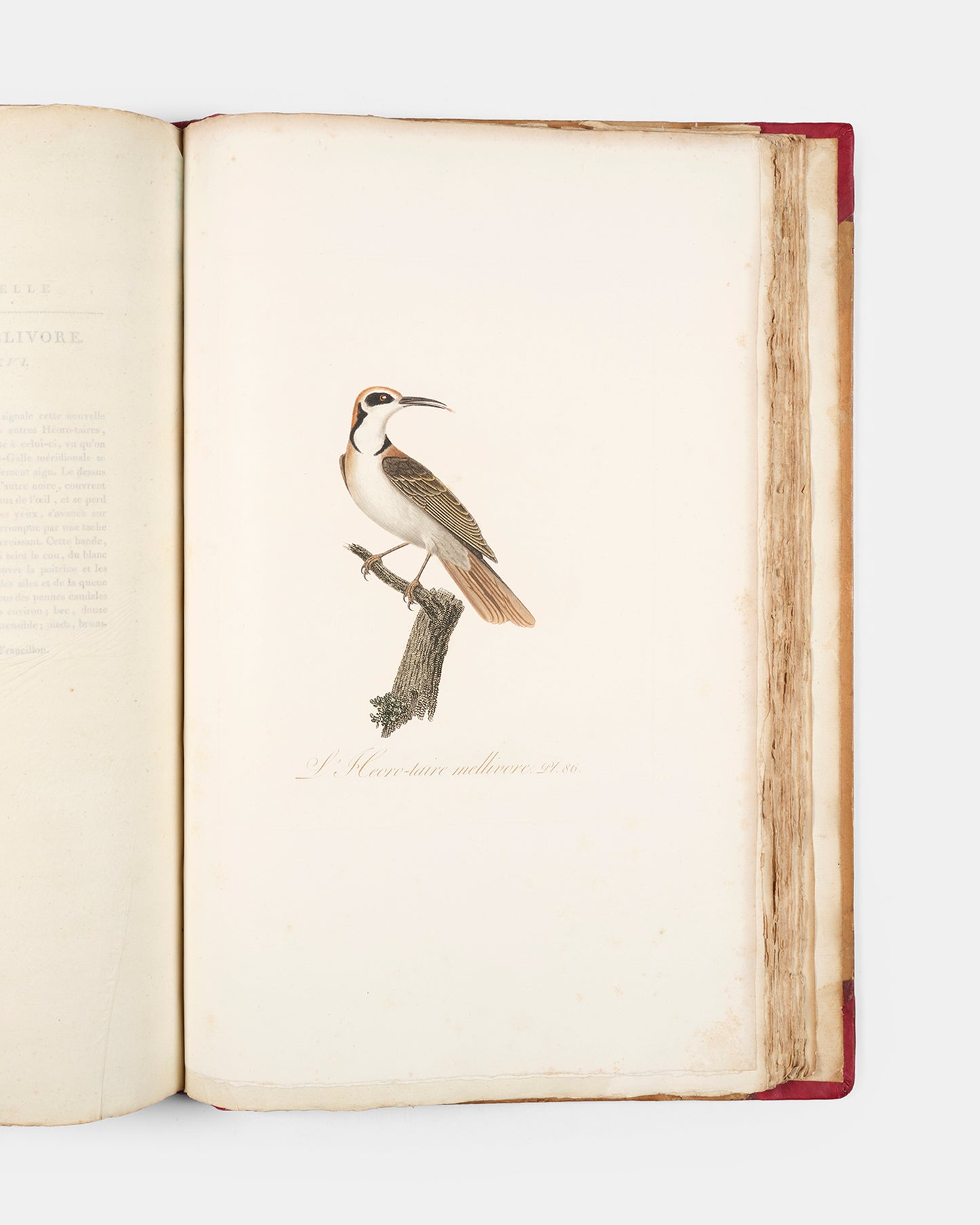 First edition of one of the most beautiful bird books ever published, Jean Baptiste Audebert's Oiseaux Dorés ou Reflets Metallaques, one of only 15 copies with captions printed in gold.