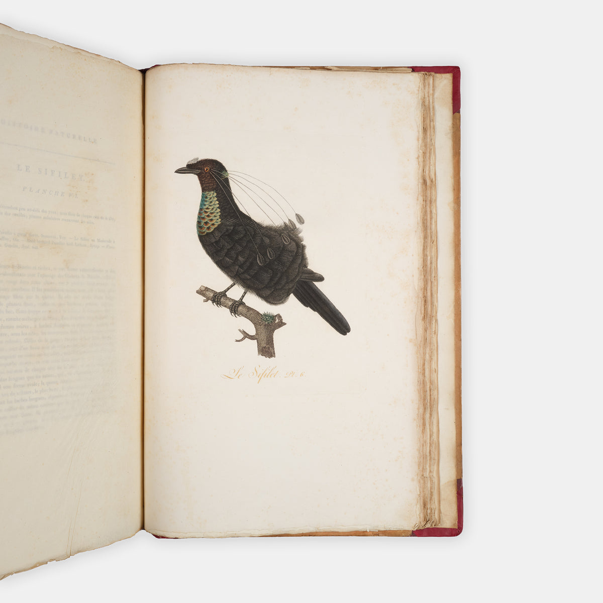 First edition of one of the most beautiful bird books ever published, Jean Baptiste Audebert's Oiseaux Dorés ou Reflets Metallaques, one of only 15 copies with captions printed in gold.