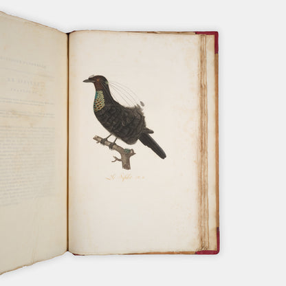 First edition of one of the most beautiful bird books ever published, Jean Baptiste Audebert's Oiseaux Dorés ou Reflets Metallaques, one of only 15 copies with captions printed in gold.