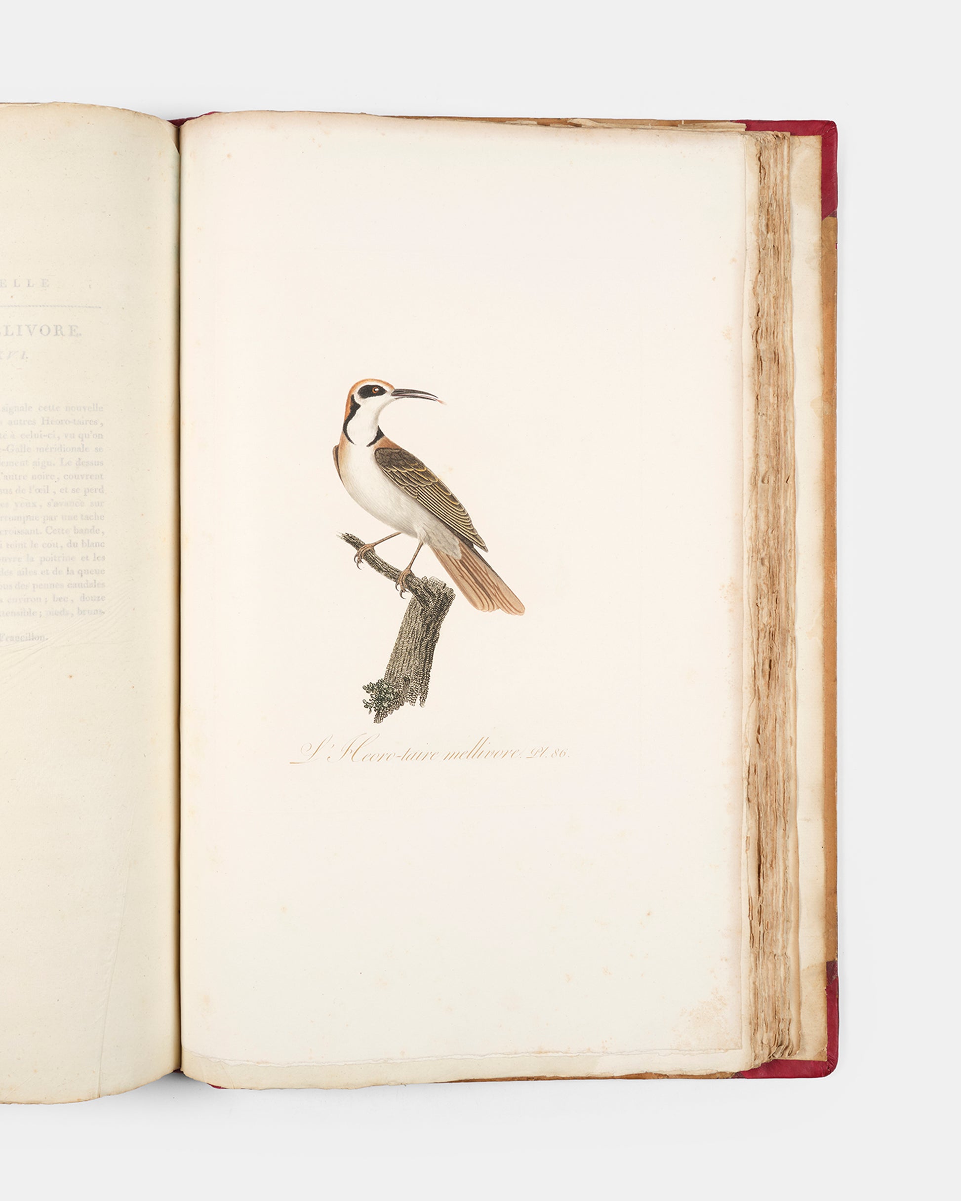 First edition of one of the most beautiful bird books ever published, Jean Baptiste Audebert's Oiseaux Dorés ou Reflets Metallaques, one of only 15 copies with captions printed in gold.