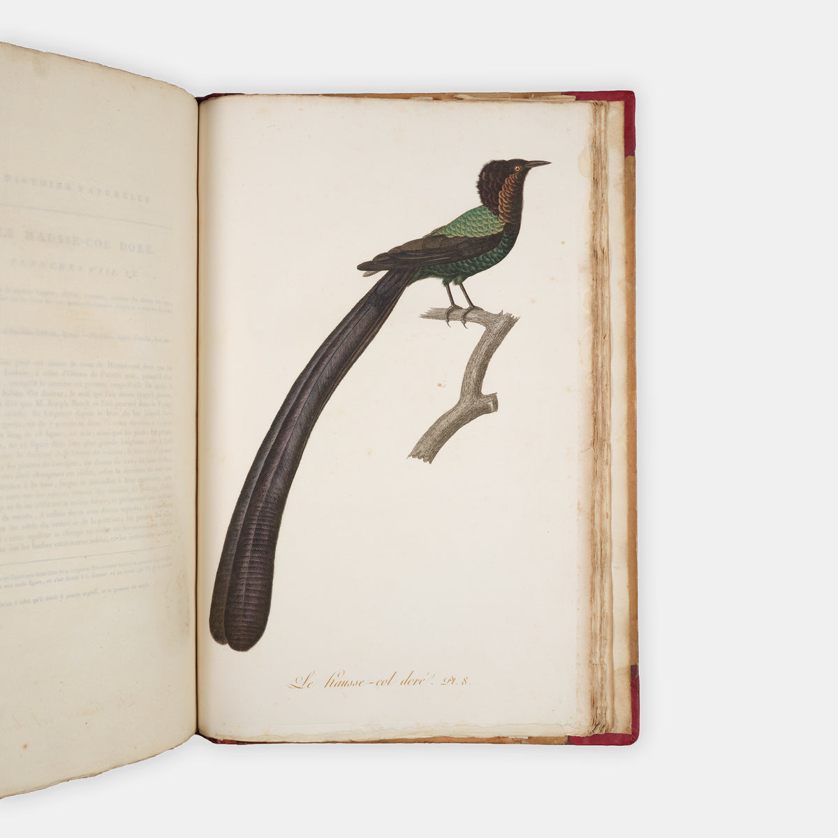 First edition of one of the most beautiful bird books ever published, Jean Baptiste Audebert's Oiseaux Dorés ou Reflets Metallaques, one of only 15 copies with captions printed in gold.
