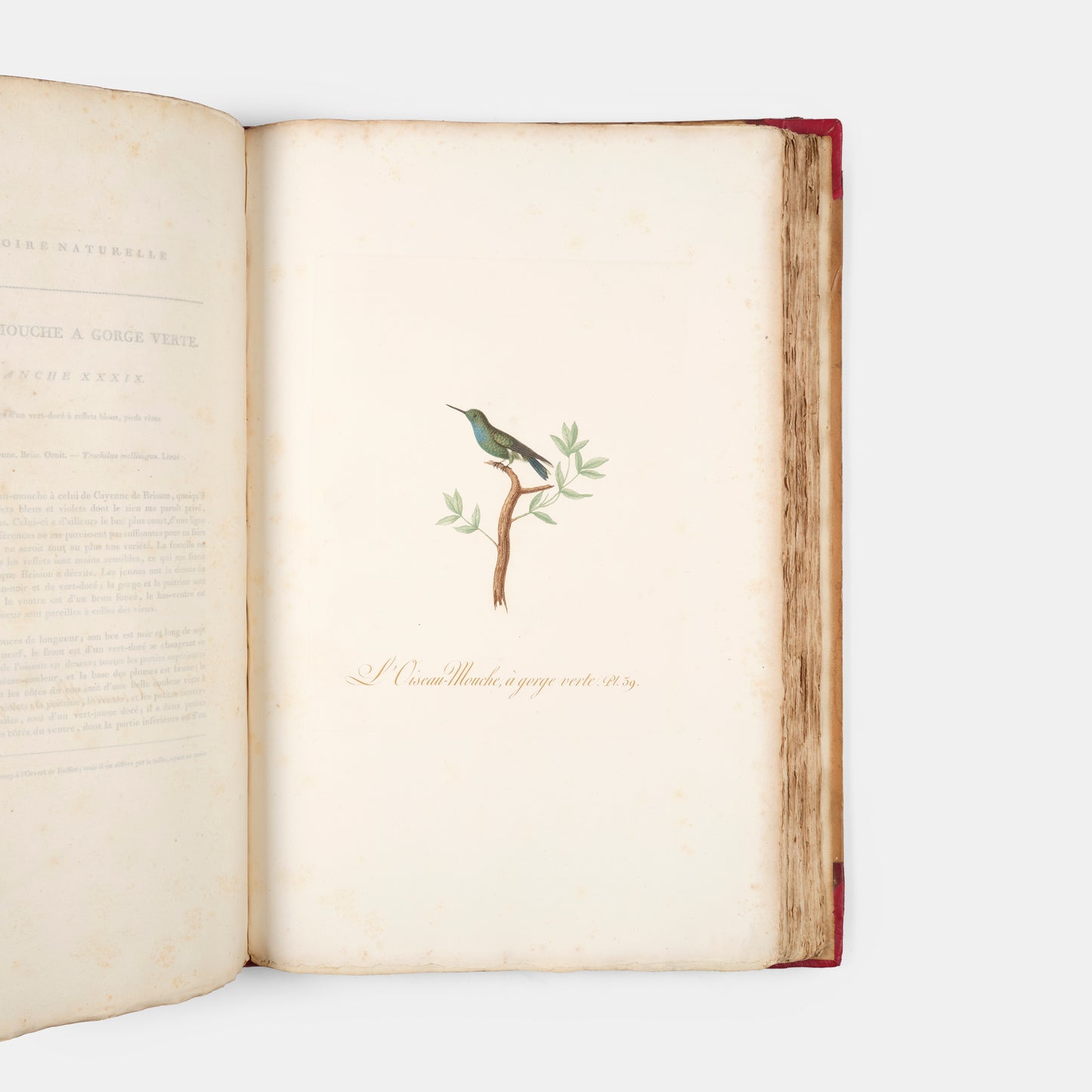First edition of one of the most beautiful bird books ever published, Jean Baptiste Audebert's Oiseaux Dorés ou Reflets Metallaques, one of only 15 copies with captions printed in gold.