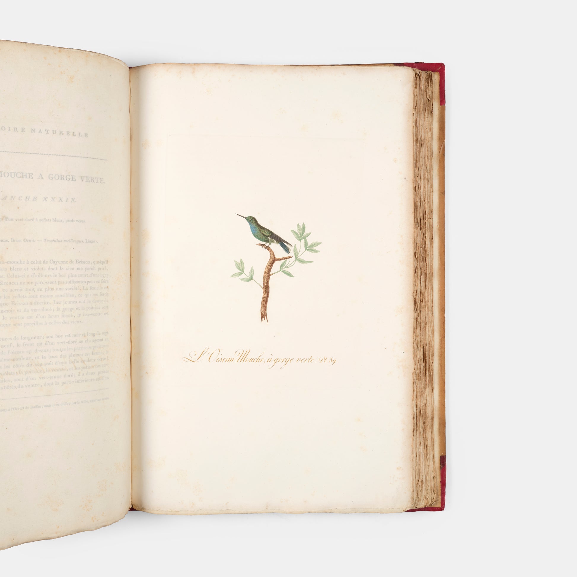 First edition of one of the most beautiful bird books ever published, Jean Baptiste Audebert's Oiseaux Dorés ou Reflets Metallaques, one of only 15 copies with captions printed in gold.