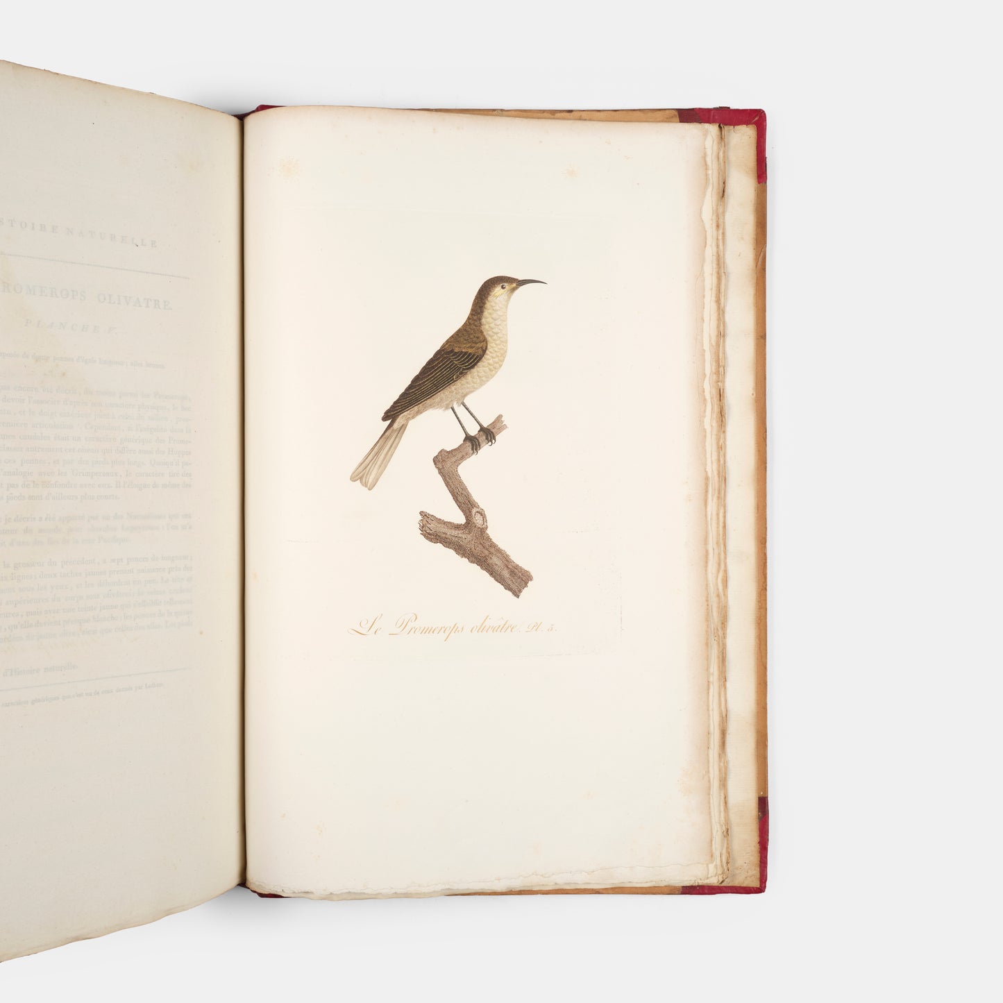 First edition of one of the most beautiful bird books ever published, Jean Baptiste Audebert's Oiseaux Dorés ou Reflets Metallaques, one of only 15 copies with captions printed in gold.
