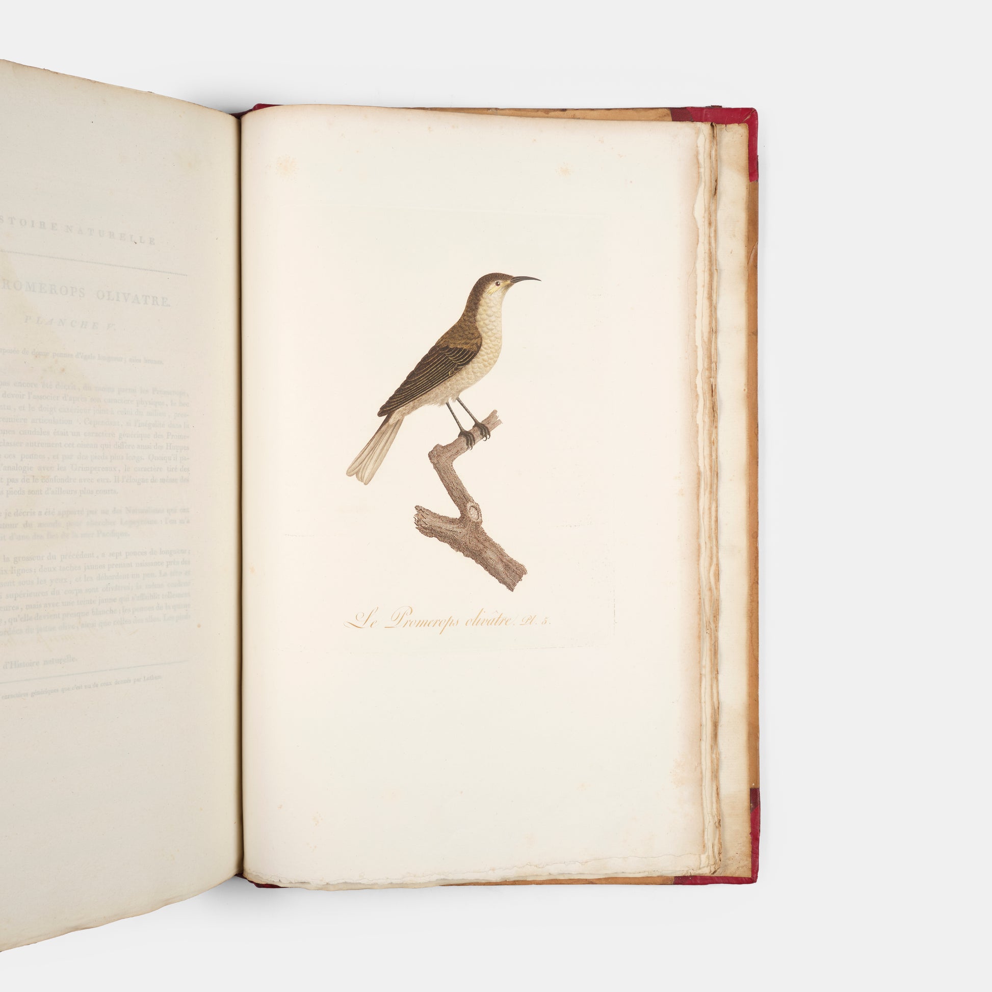 First edition of one of the most beautiful bird books ever published, Jean Baptiste Audebert's Oiseaux Dorés ou Reflets Metallaques, one of only 15 copies with captions printed in gold.