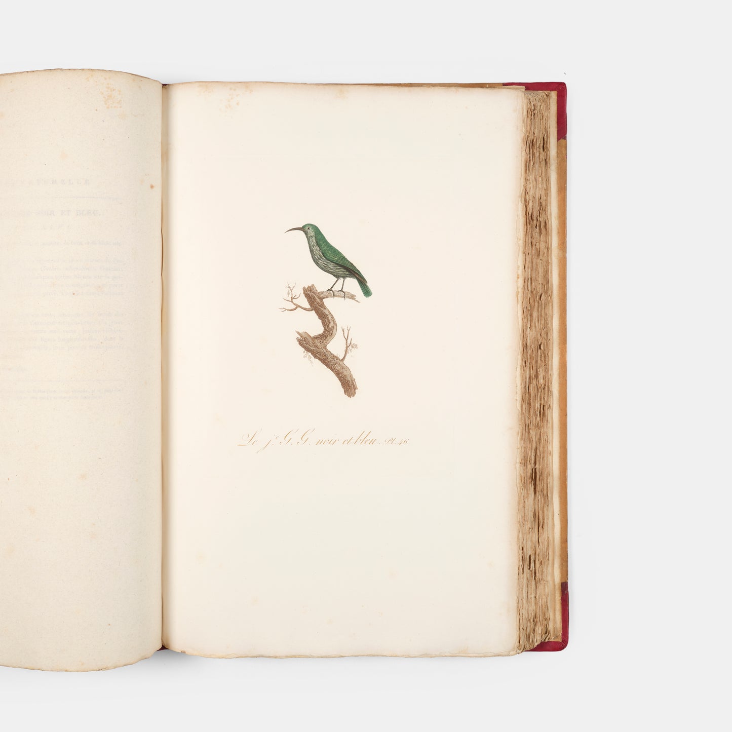 First edition of one of the most beautiful bird books ever published, Jean Baptiste Audebert's Oiseaux Dorés ou Reflets Metallaques, one of only 15 copies with captions printed in gold.