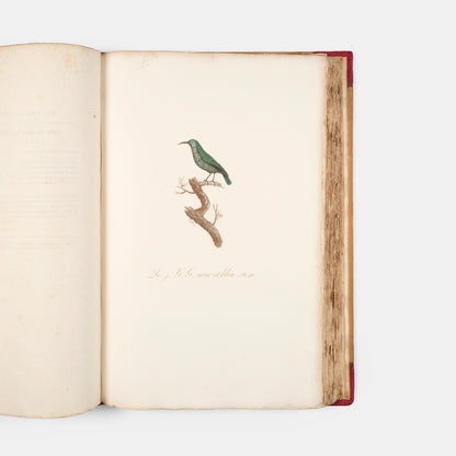 First edition of one of the most beautiful bird books ever published, Jean Baptiste Audebert's Oiseaux Dorés ou Reflets Metallaques, one of only 15 copies with captions printed in gold.