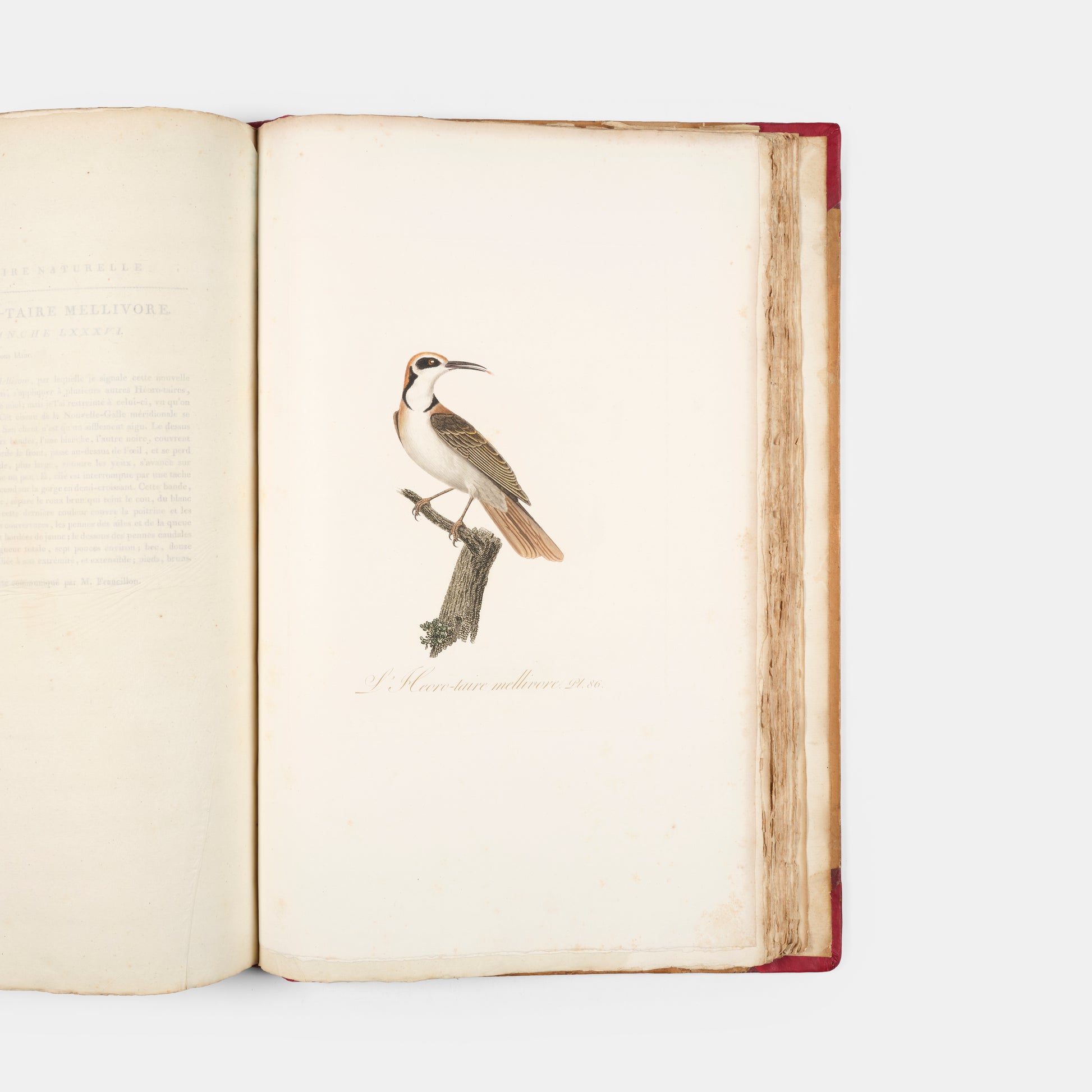 First edition of one of the most beautiful bird books ever published, Jean Baptiste Audebert's Oiseaux Dorés ou Reflets Metallaques, one of only 15 copies with captions printed in gold.