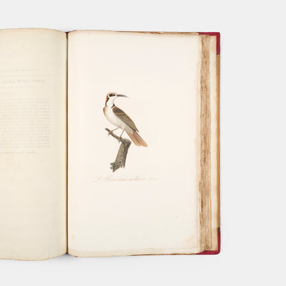 First edition of one of the most beautiful bird books ever published, Jean Baptiste Audebert's Oiseaux Dorés ou Reflets Metallaques, one of only 15 copies with captions printed in gold.