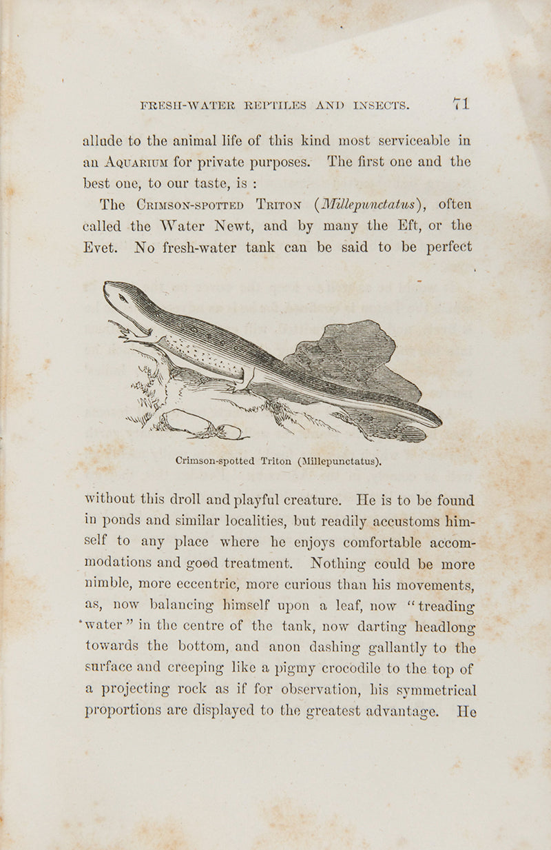 First edition of The Family Aquarium by Henry D. Butler, one of the first books on aquariums as a hobby, published in 1858.