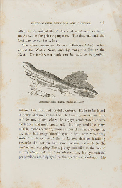 First edition of The Family Aquarium by Henry D. Butler, one of the first books on aquariums as a hobby, published in 1858.
