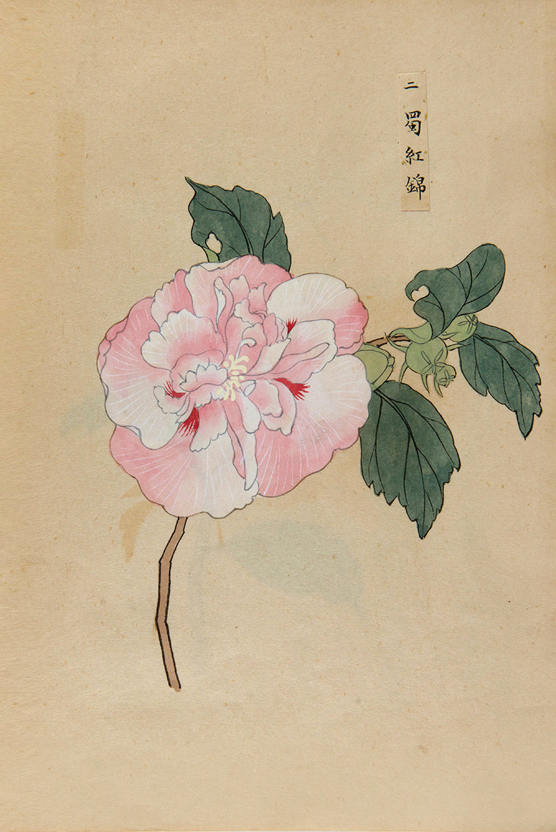 An exquisite album of Japanese watercolours depicting 64 varieties of camellia and 12 hibiscus, handmade by Mataemon Shibakawa II in 1933.