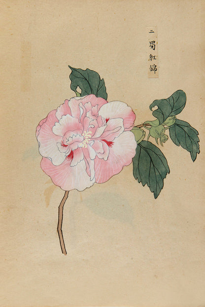 An exquisite album of Japanese watercolours depicting 64 varieties of camellia and 12 hibiscus, handmade by Mataemon Shibakawa II in 1933.