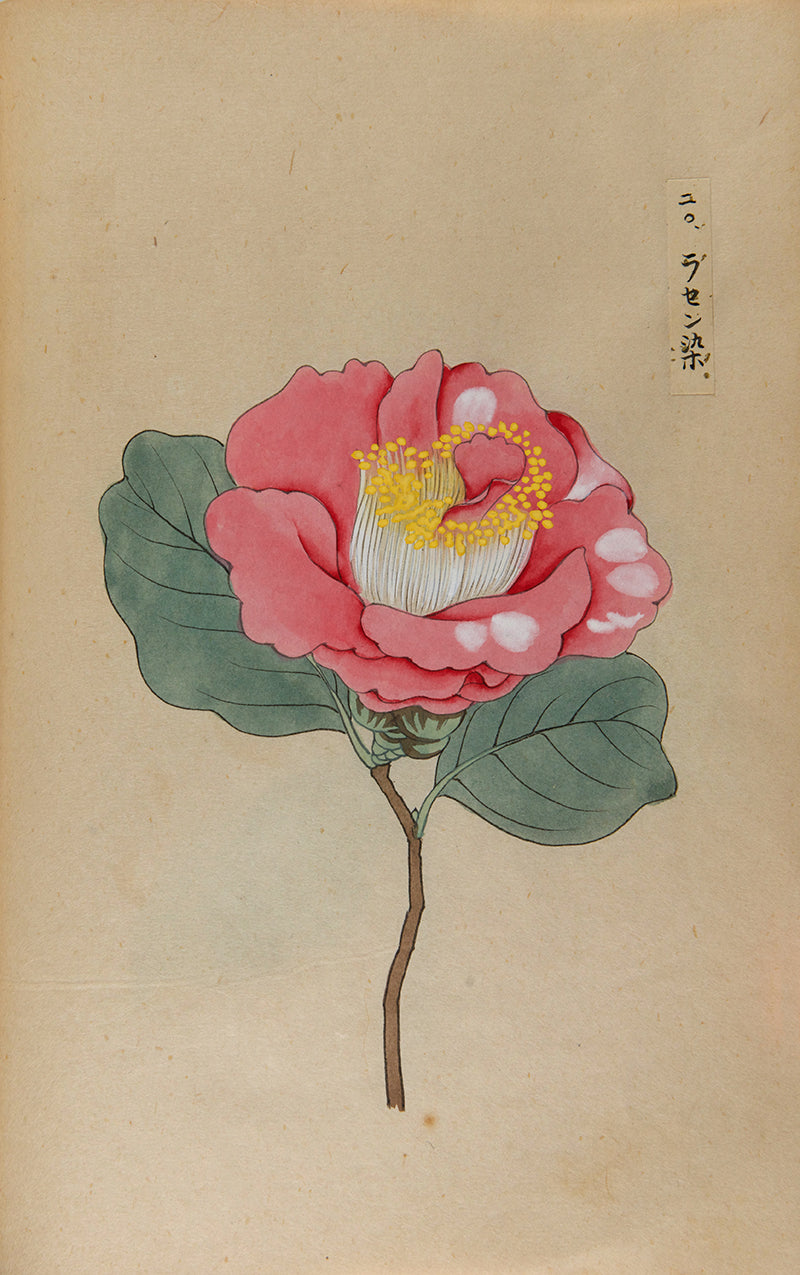 An exquisite album of Japanese watercolours depicting 64 varieties of camellia and 12 hibiscus, handmade by Mataemon Shibakawa II in 1933.