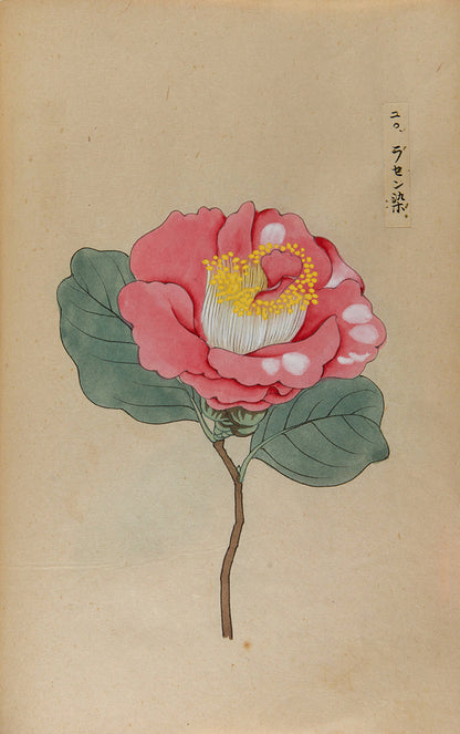 An exquisite album of Japanese watercolours depicting 64 varieties of camellia and 12 hibiscus, handmade by Mataemon Shibakawa II in 1933.