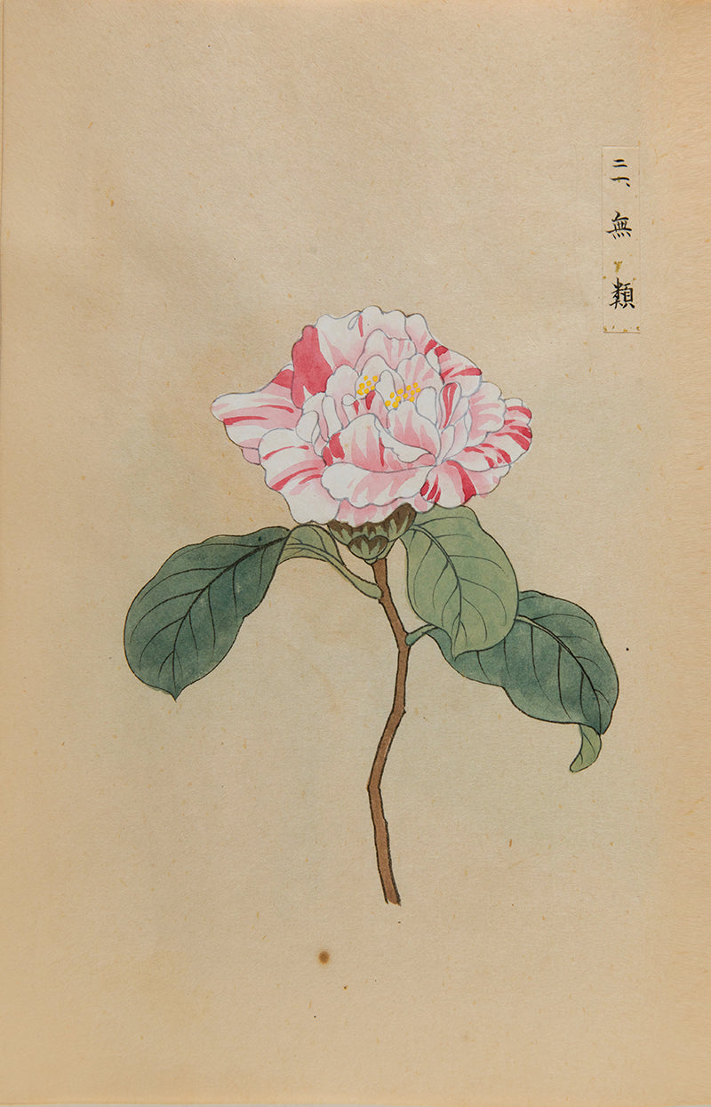 An exquisite album of Japanese watercolours depicting 64 varieties of camellia and 12 hibiscus, handmade by Mataemon Shibakawa II in 1933.